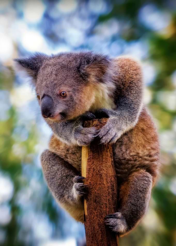 Koala clinging to a tree trunk