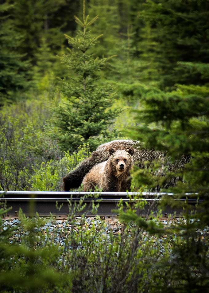 Grizzly Bears on Train Tracks
