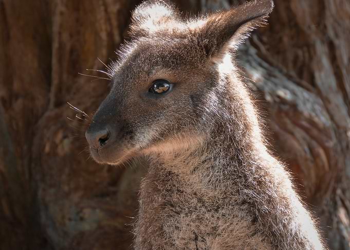 Close-up of a young wallaby