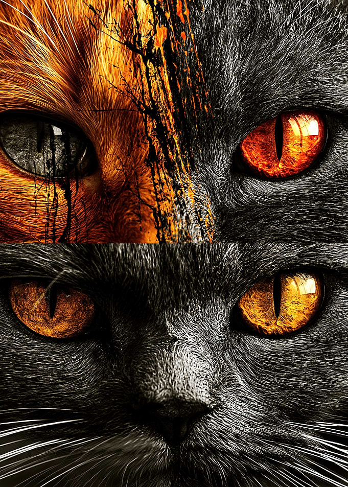 Split Face Cat Portrait