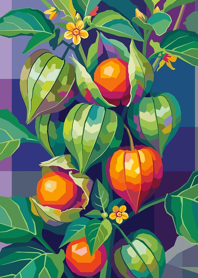 Physalis Berries and Flowers
