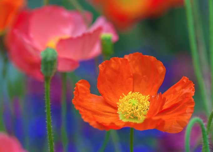 Orange Poppy Flower