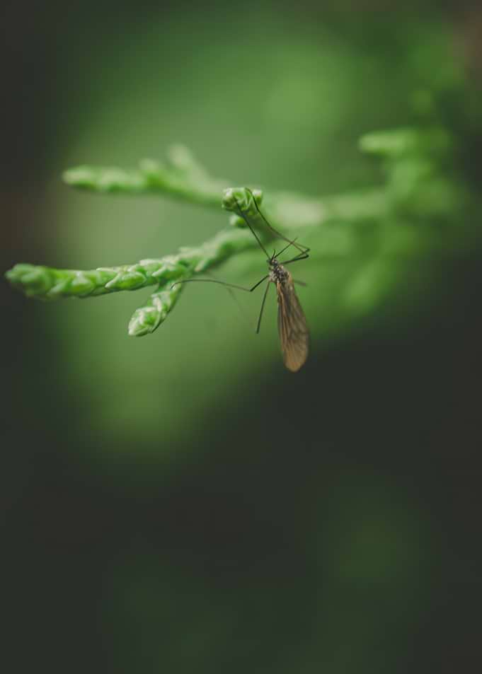 Insect on a green branch