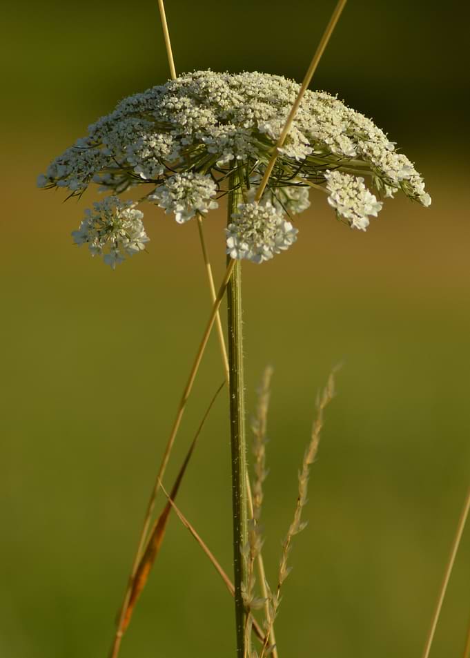 Wild Lace — Summer Grace