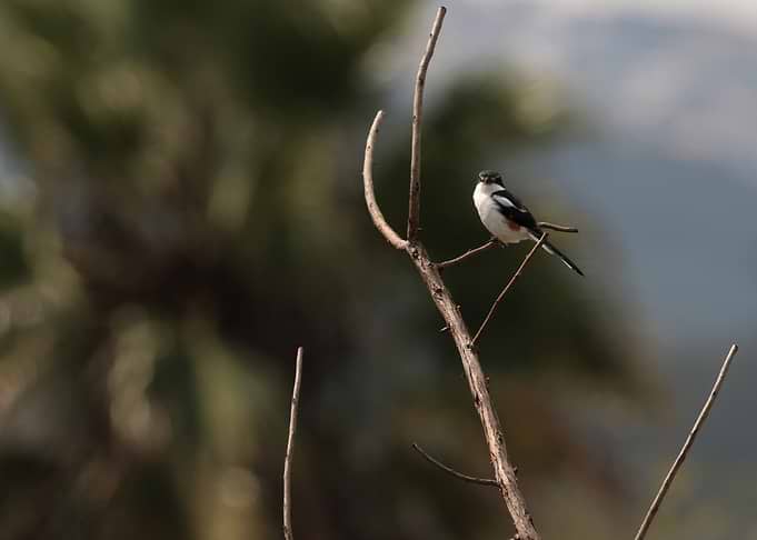 Bird perched on a branch