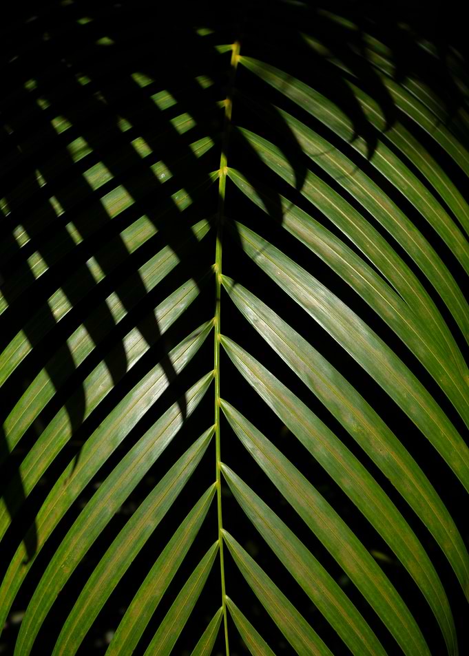 Palm Leaf with Shadow Pattern