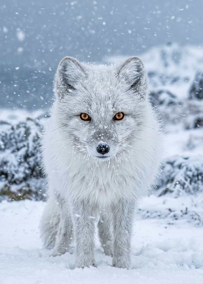 Arctic Fox in Snow