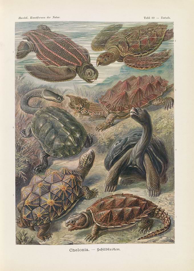 Vintage Illustration of Various Turtles
