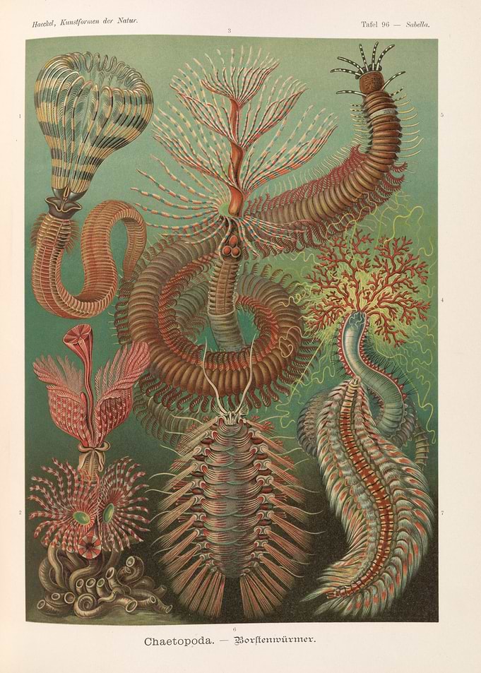 Vintage illustration of marine worms