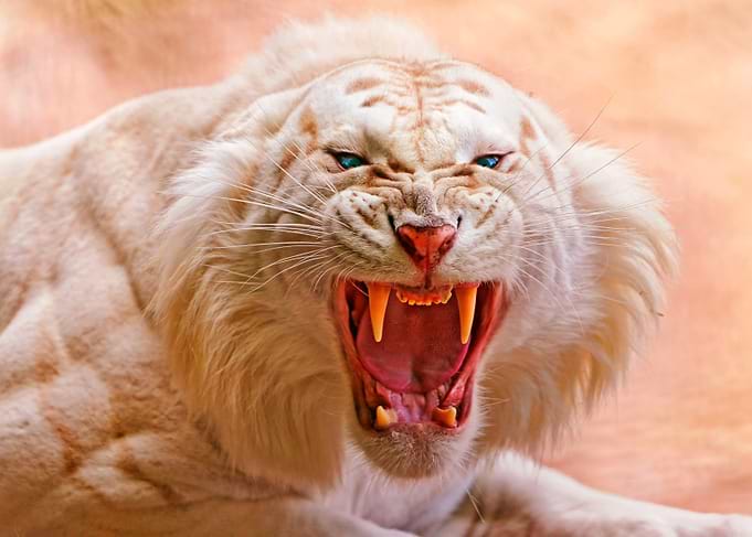 White Tiger Roaring
