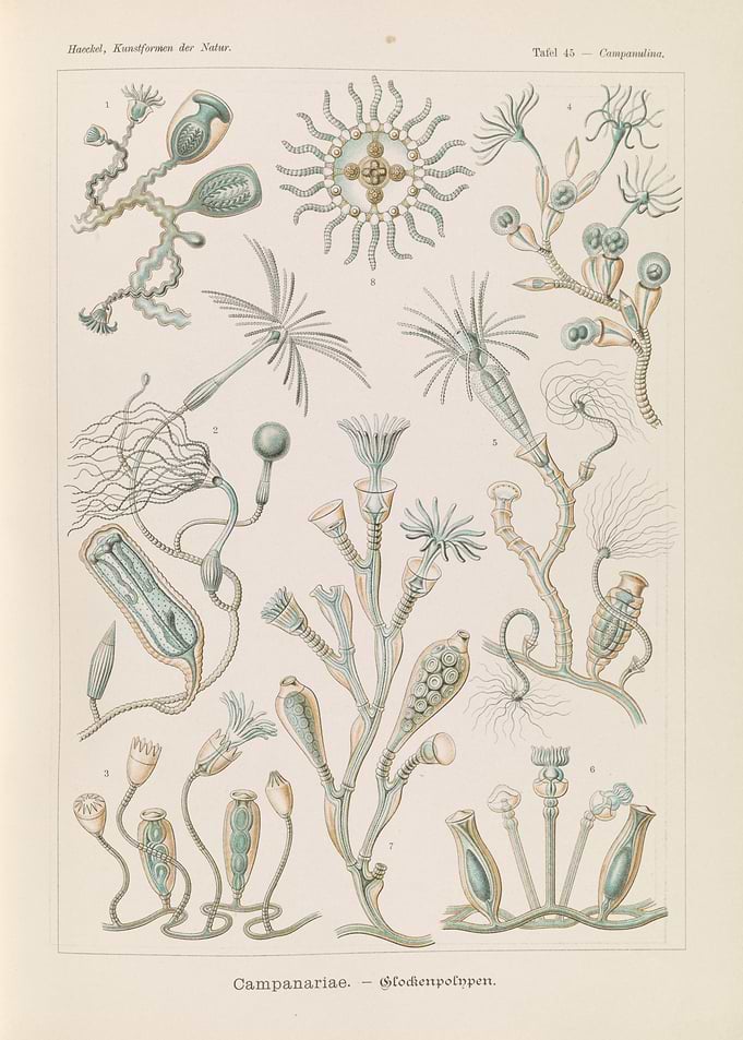 Vintage Illustration of Campanariae