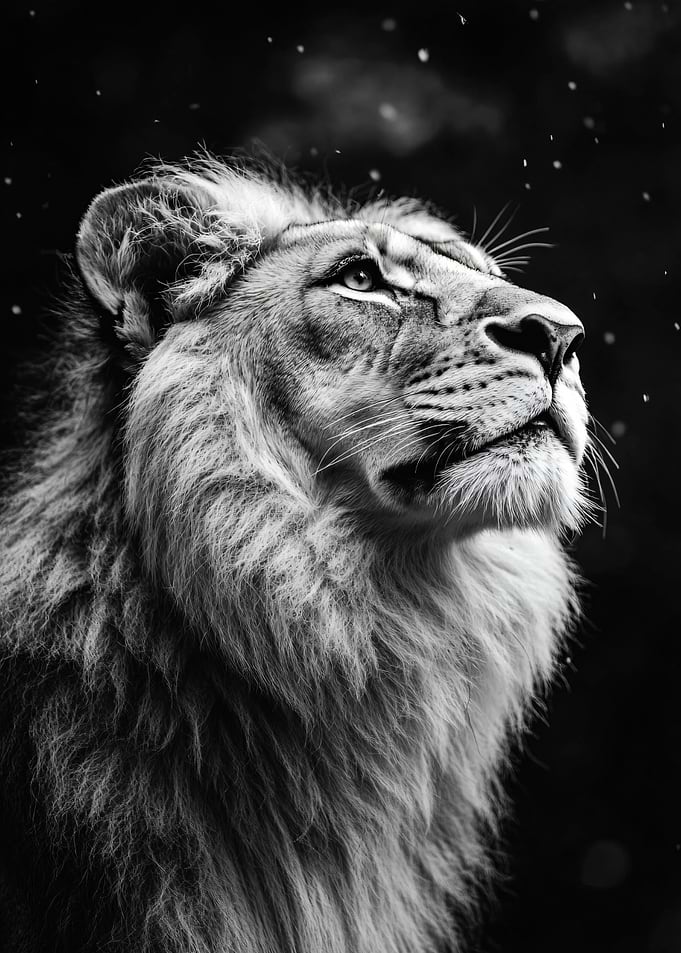 Majestic Lion Looking Upwards