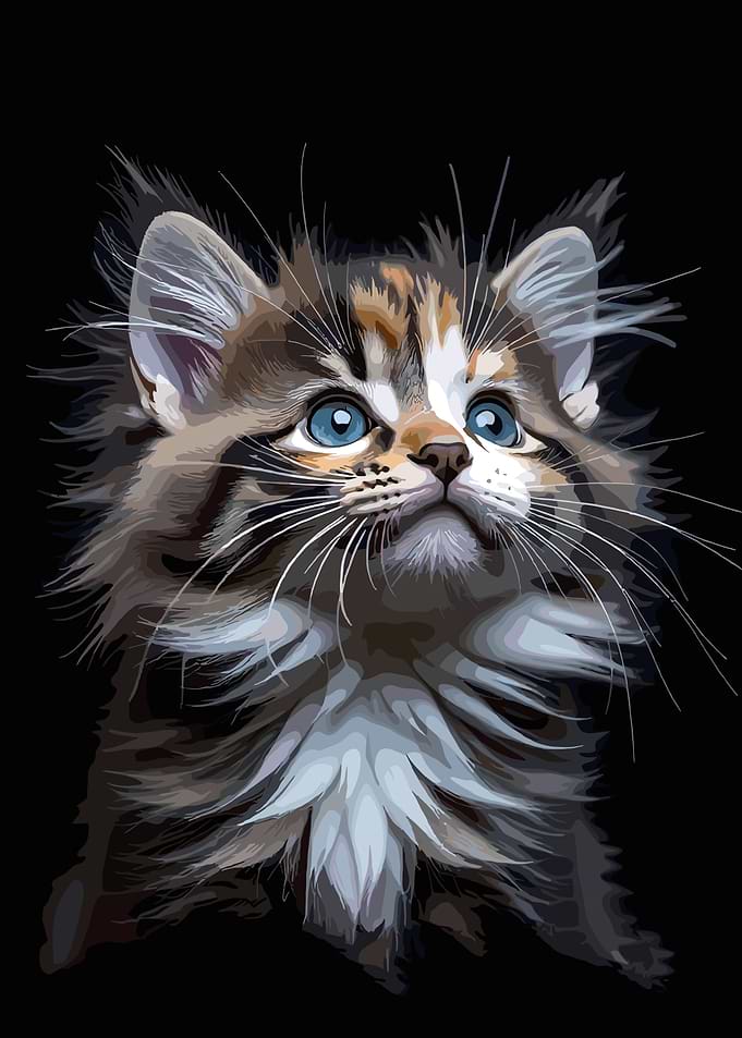 Fluffy Kitten Looking Up