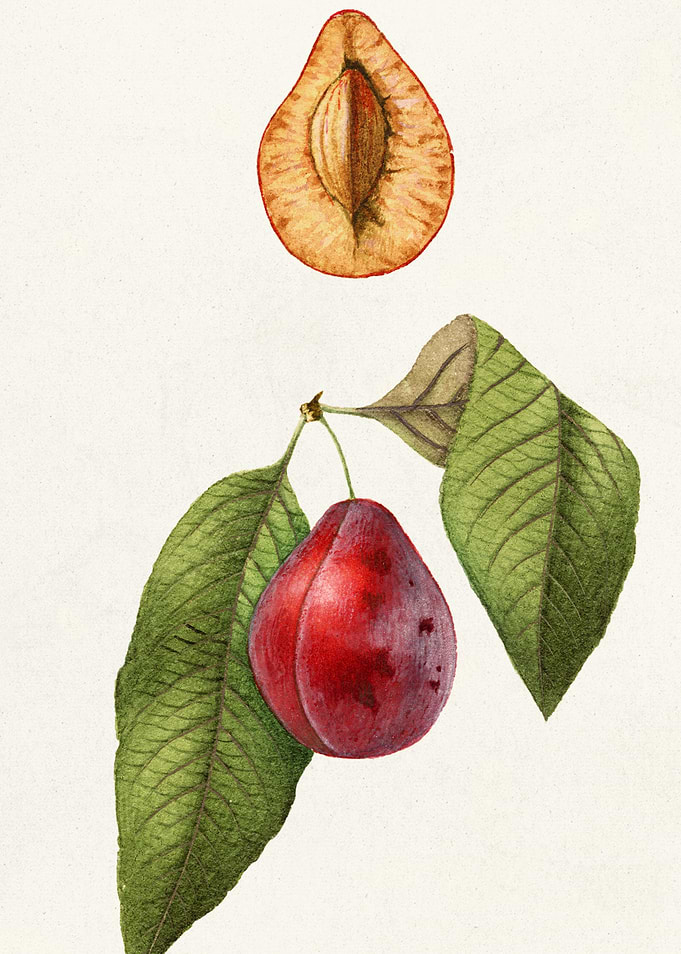 Plum fruit and leaves illustration