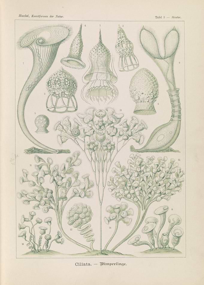 Vintage Illustration of Microscopic Organisms