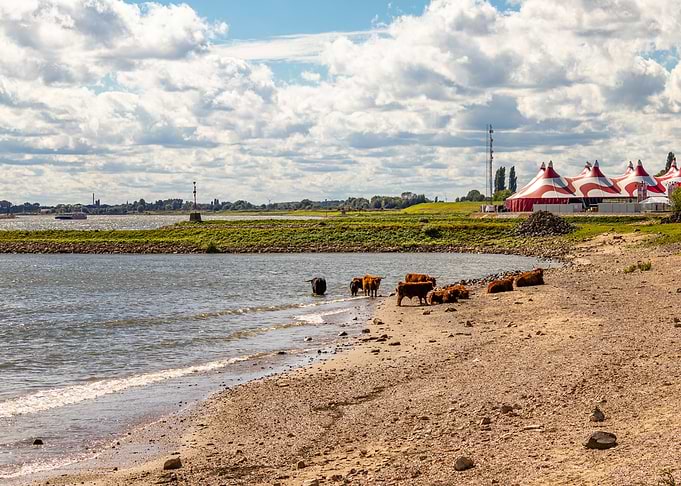 Cows by the river with circus tents
