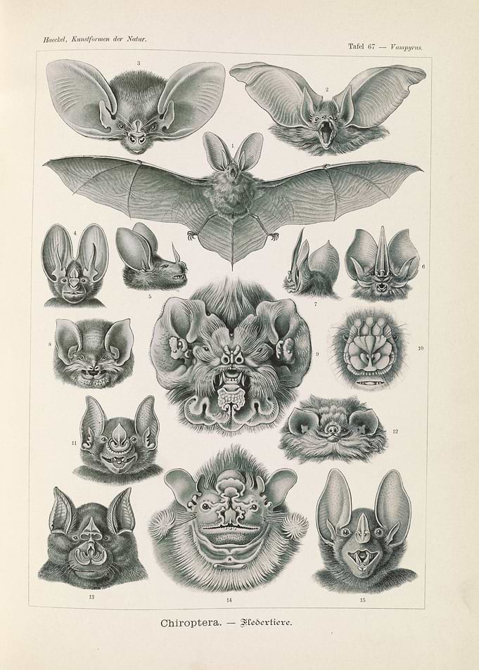 Vintage Bat Illustrations