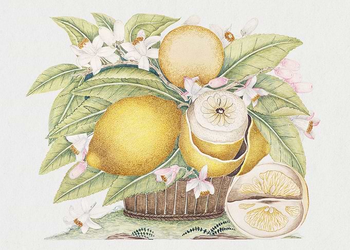 Botanical Illustration of Lemons and Blossoms