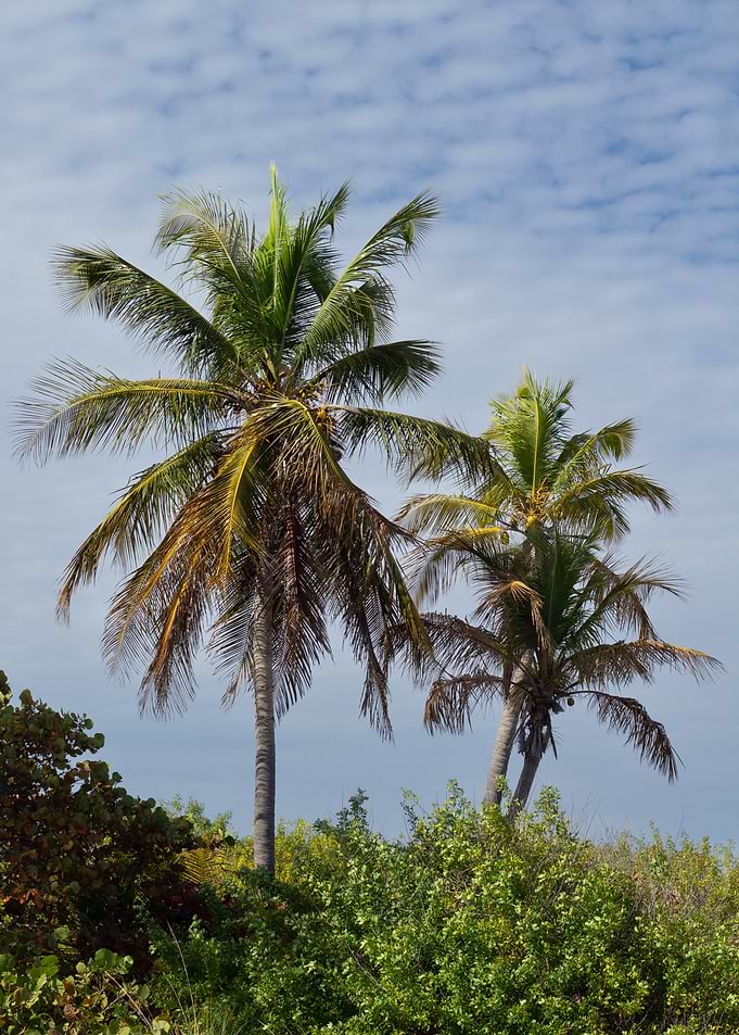 Palm Trees Against a Cloudy Sky