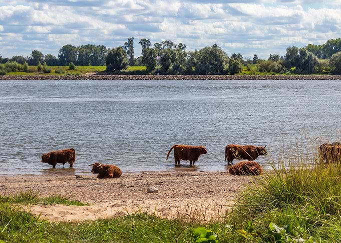 Highland Cattle by the River