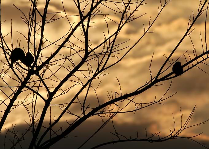 Birds silhouetted against sunset sky