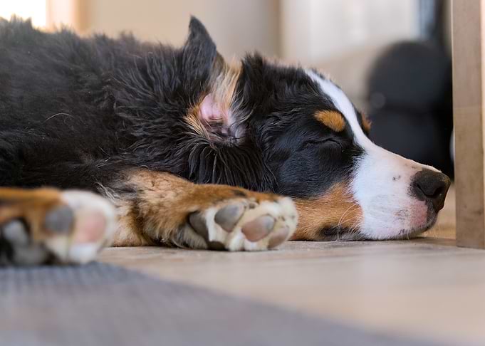 Bernese Mountain Dog Puppy Sleeping