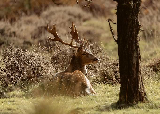 Fallow Deer Resting in Grassy Field