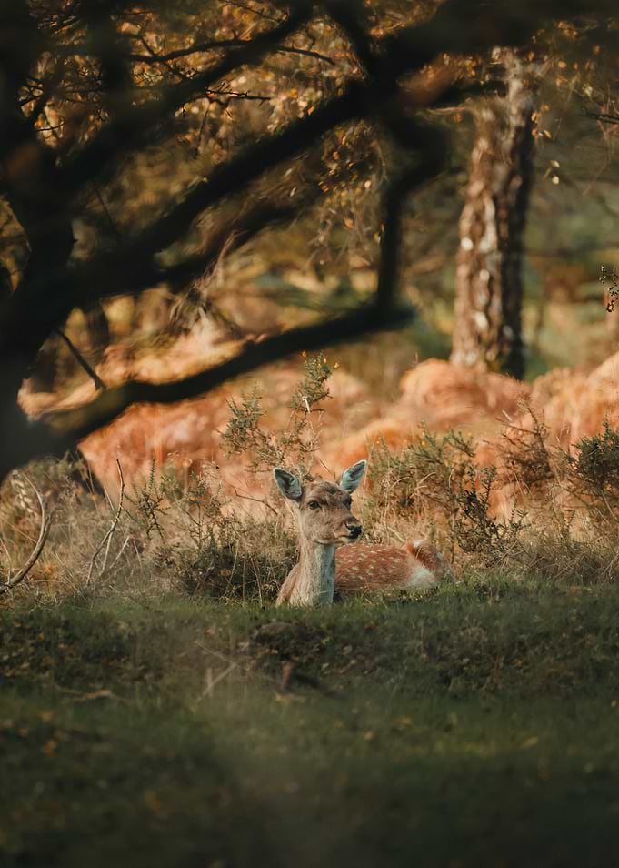 Fawn Resting in Autumn Forest