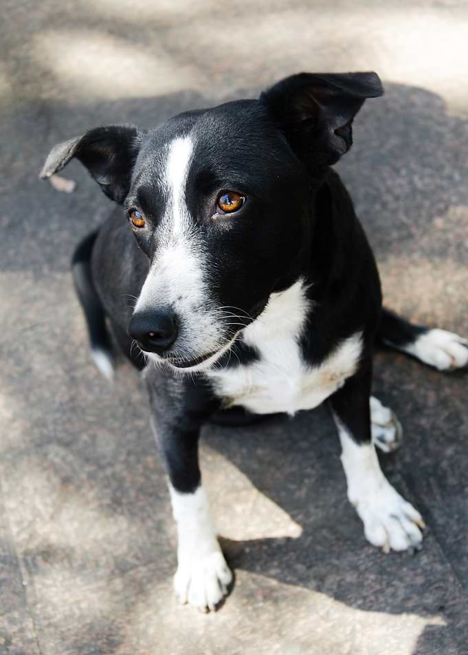 Black and white dog sitting outdoors