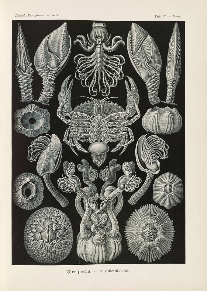 Vintage Illustration of Marine Life