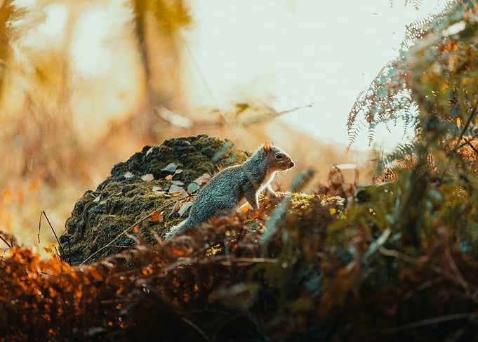 Squirrel in autumn forest