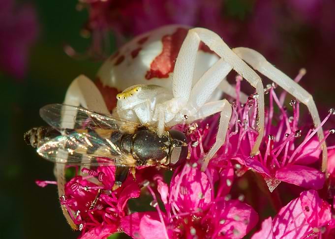 Spider with prey on pink flowers