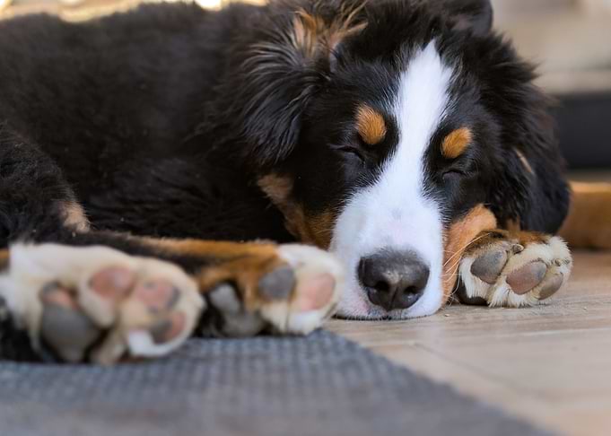 Bernese Mountain Dog Puppy Sleeping