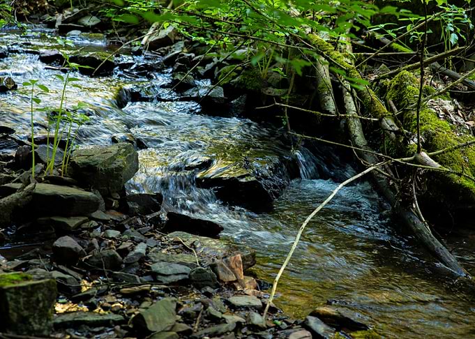 Forest Stream with Rocks and Greenery