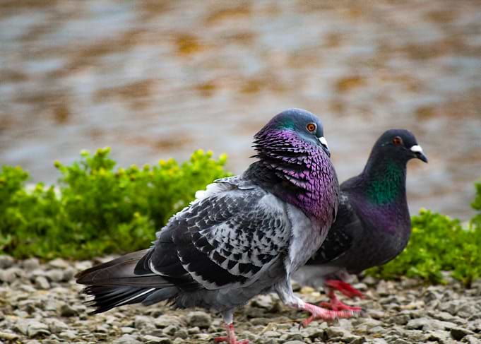 Two Pigeons by the Water