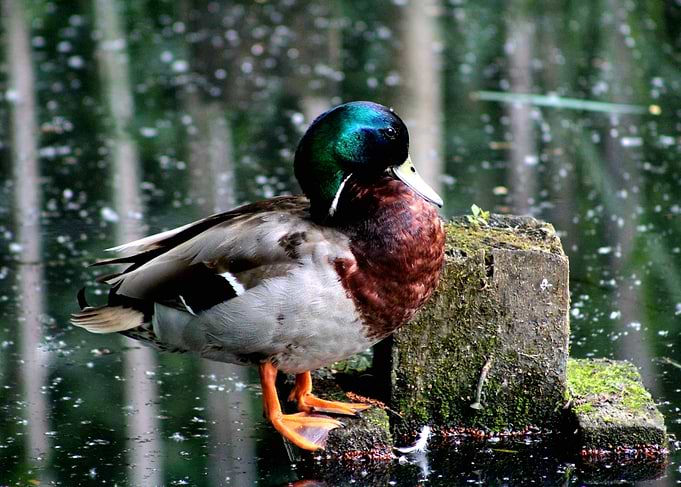 Mallard Duck on Mossy Stone
