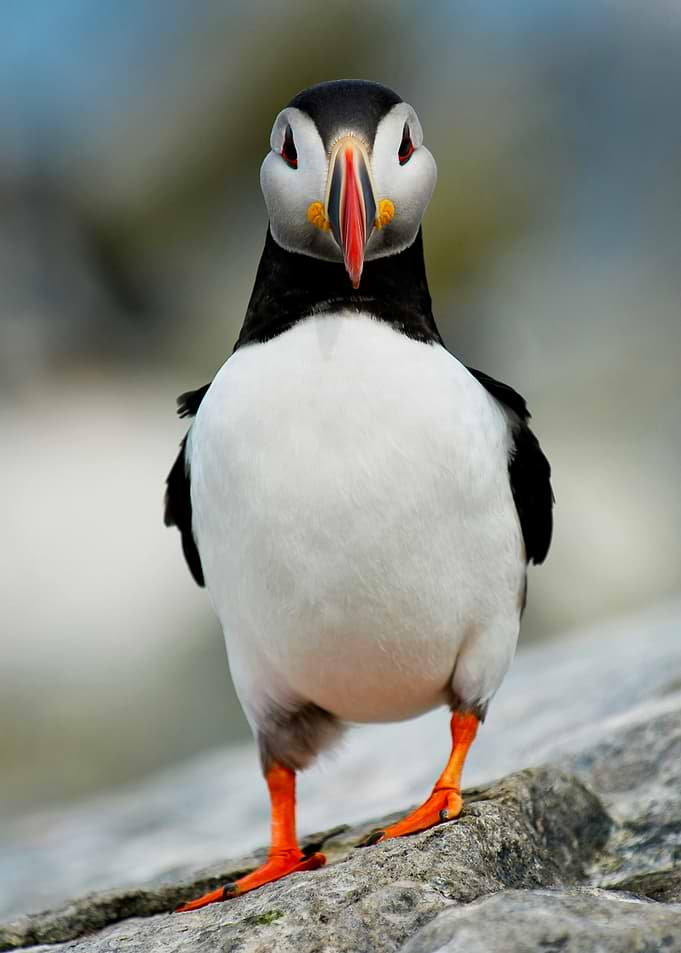 Atlantic Puffin on a Rock