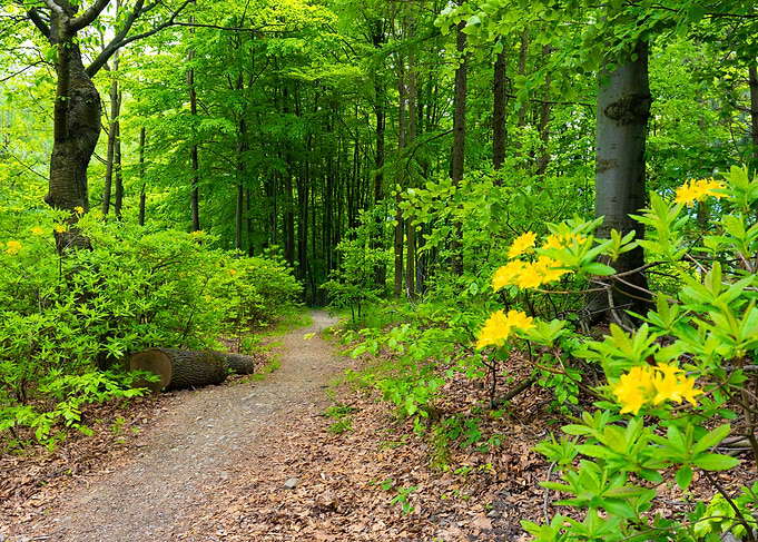 Forest Path with Yellow Flowers