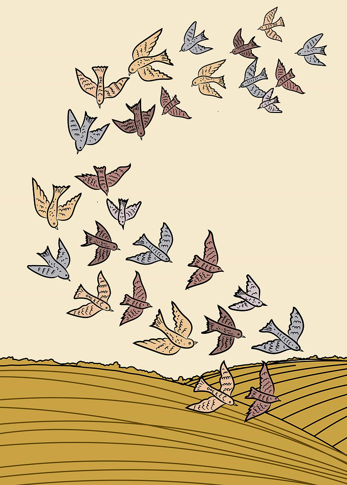 Flock of Birds Flying Over Fields
