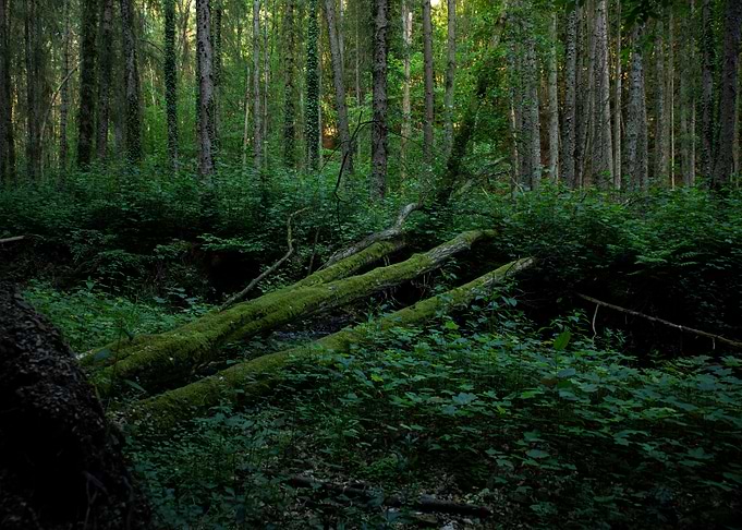 Mossy fallen trees in a forest