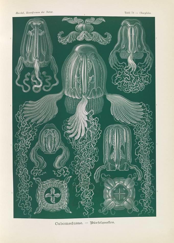 Haeckel's Cubomedusae Illustrations