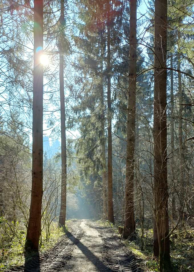 Sunlit Forest Path