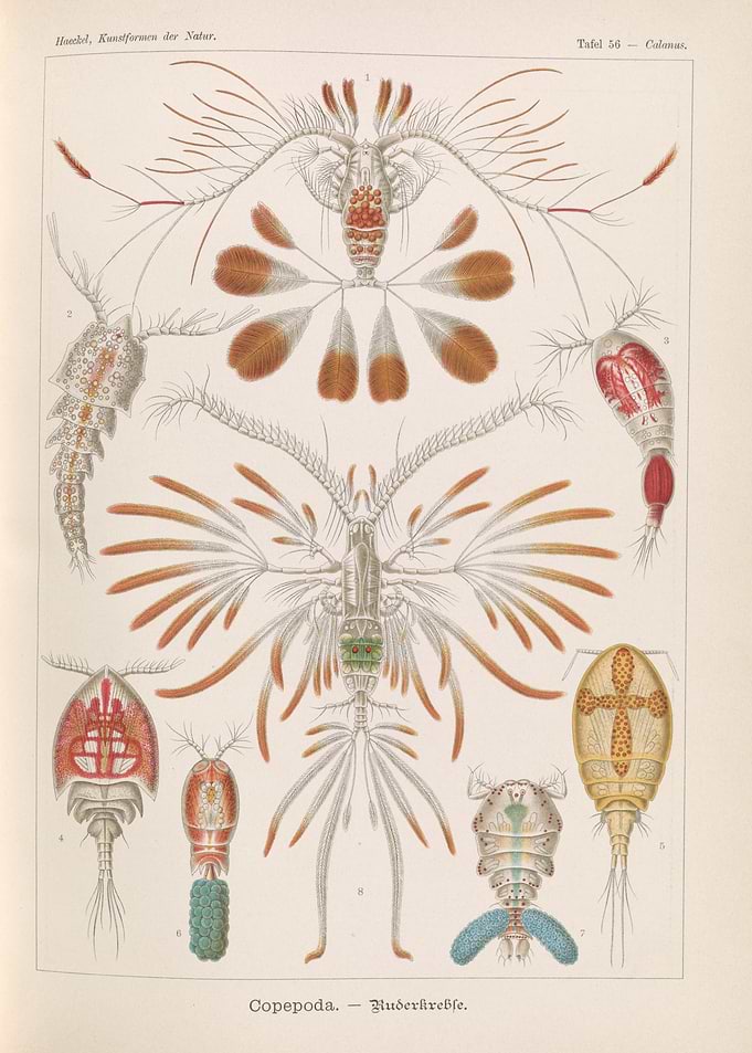Vintage illustration of Copepods