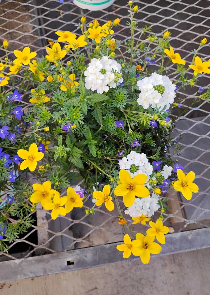 Bright flowers