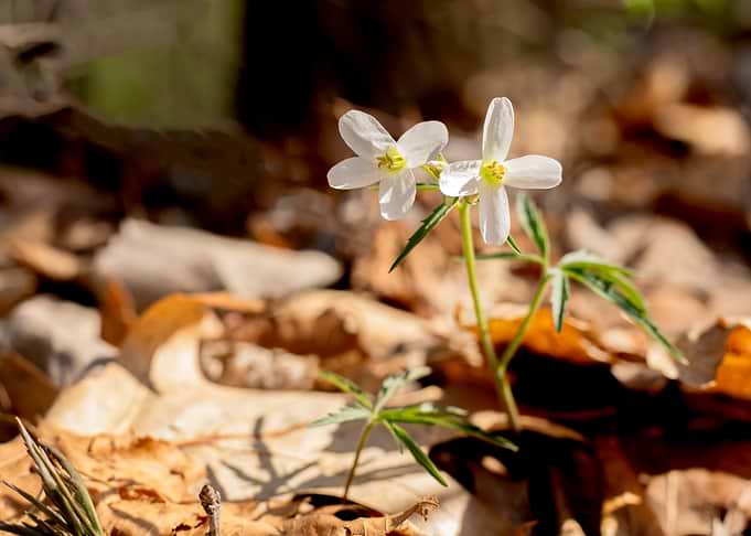 Delicate white wildflowers in forest floor