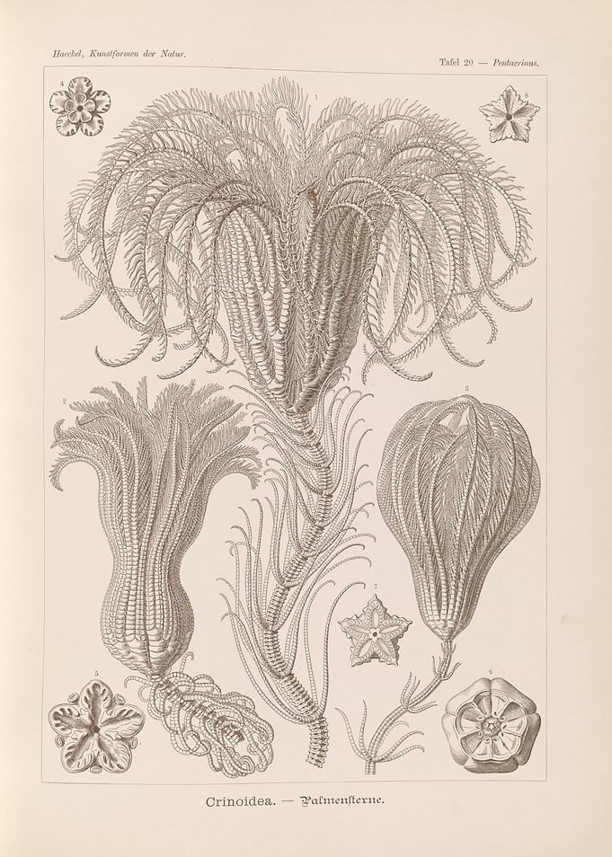 Vintage illustration of Crinoidea