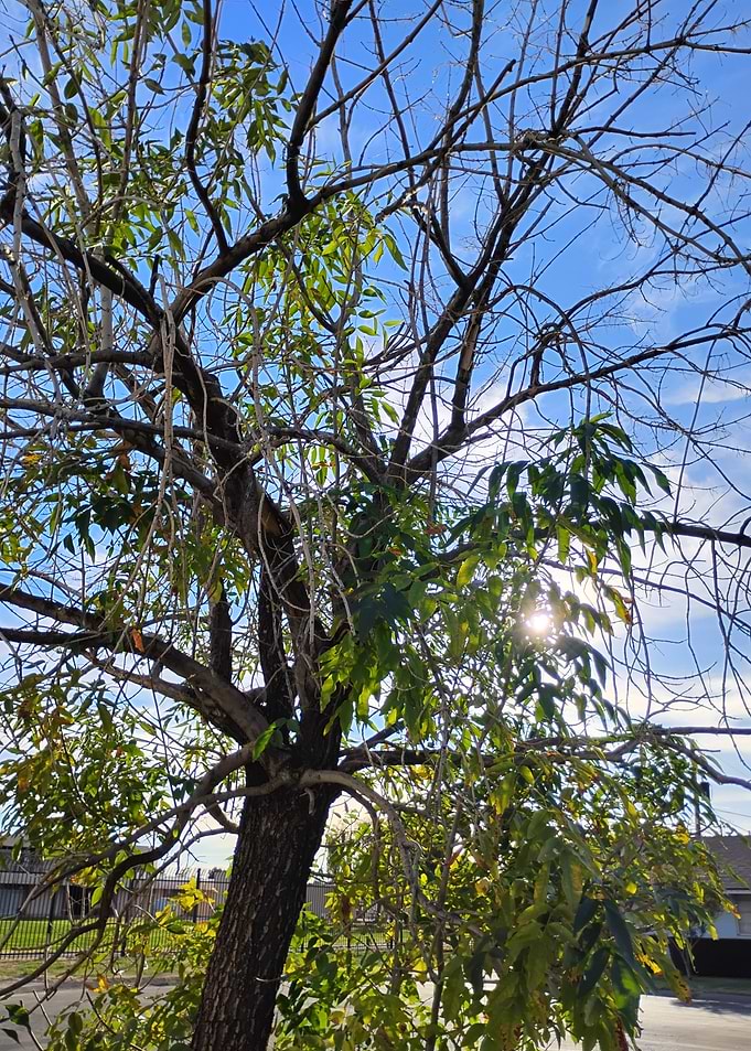 Sunlight through tree branches