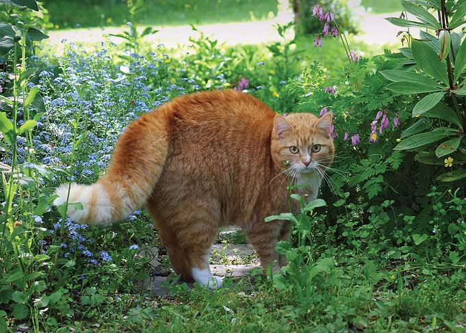 Orange Cat in a Garden