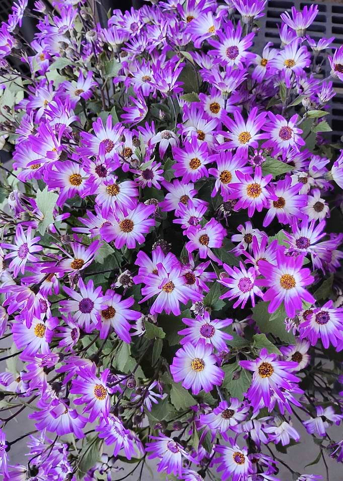 Purple Flowers