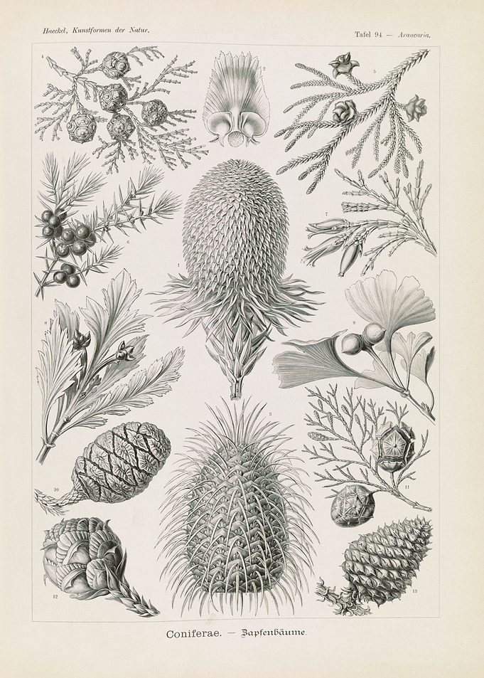 Botanical Illustration of Conifers